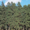 杉の木の写真