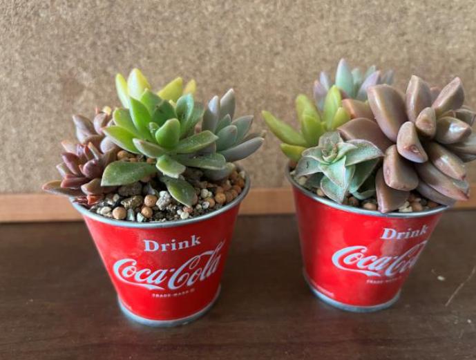 多肉植物画像1