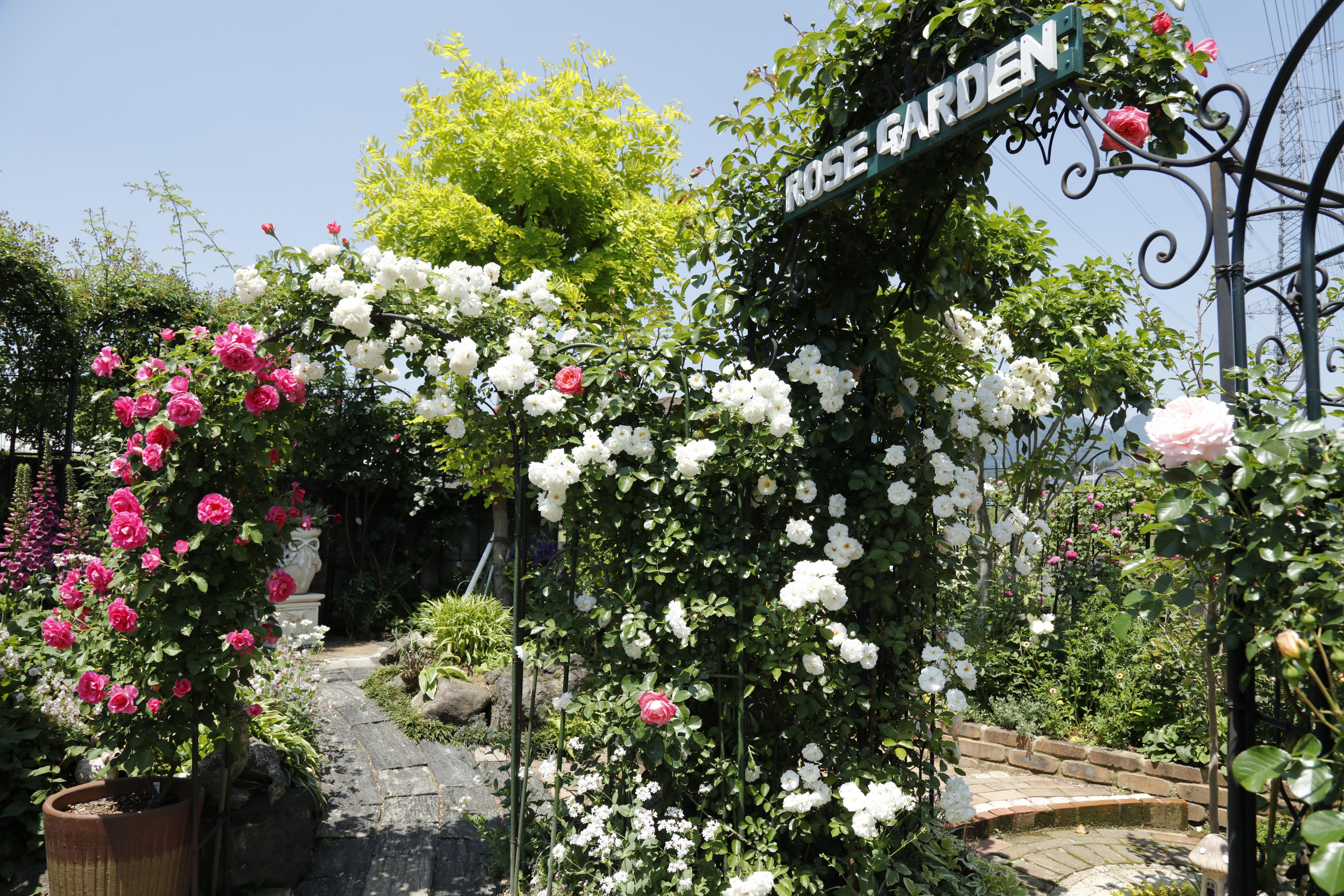 榛東村オープンローズガーデン(3)