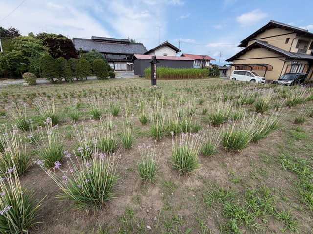 image7 image7