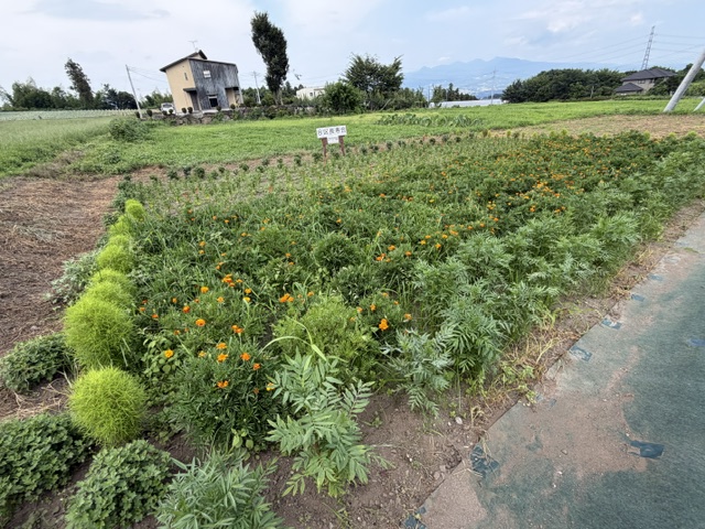 image5 image5