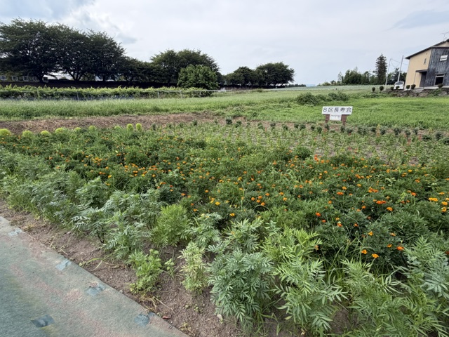 image8 image8