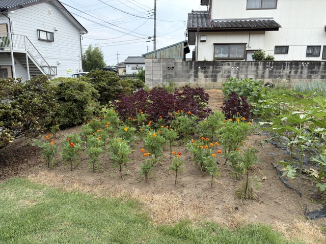 image1 image1