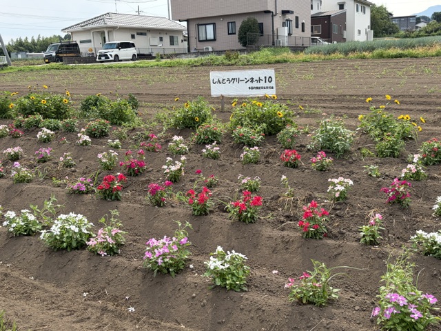 image4 image4