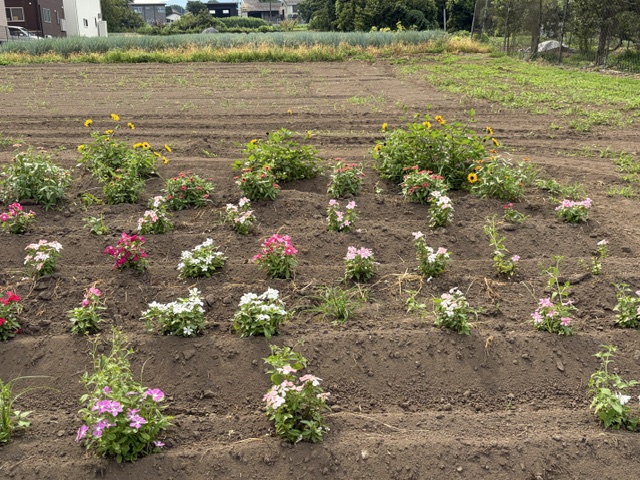 image6 image6
