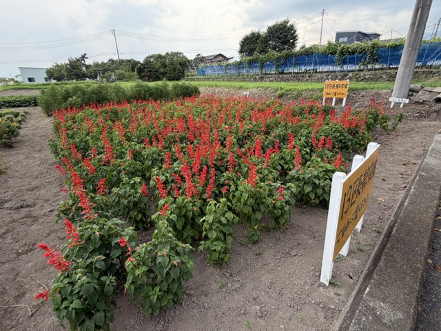 image6(1) image6(1)