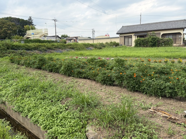 image5 image5