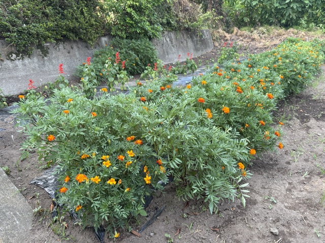 image1(1) image1(1)