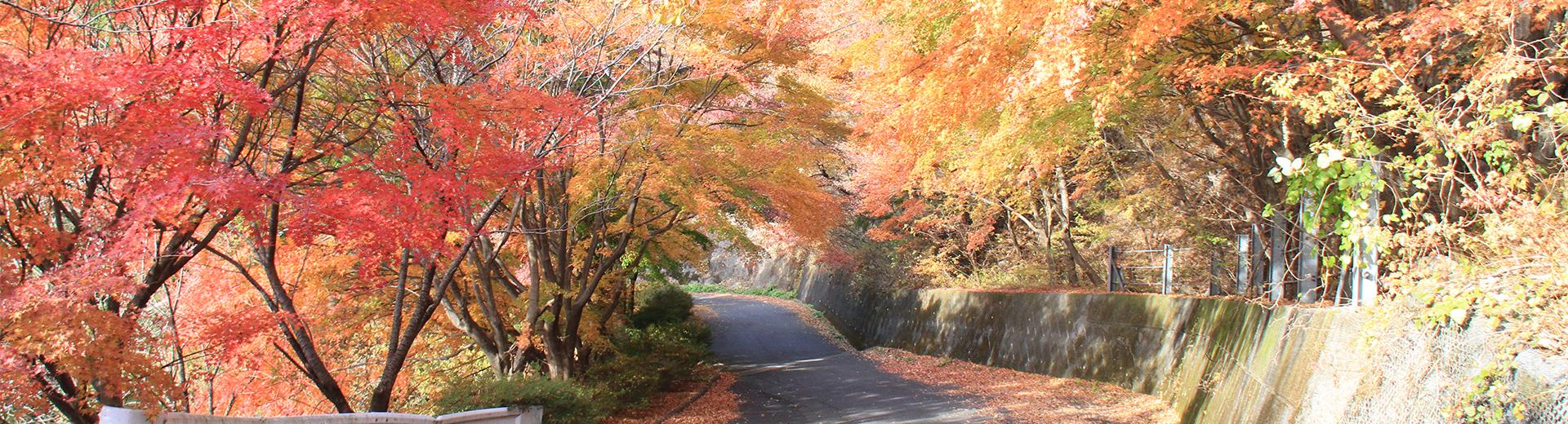 富士見峠周辺の紅葉