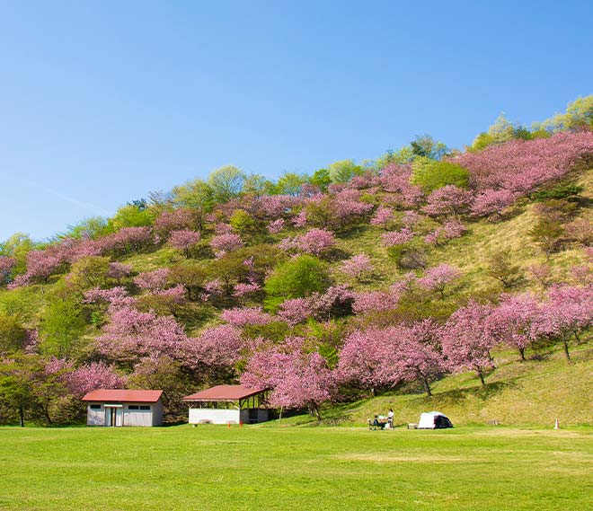 創造の森キャンプ場と八重桜